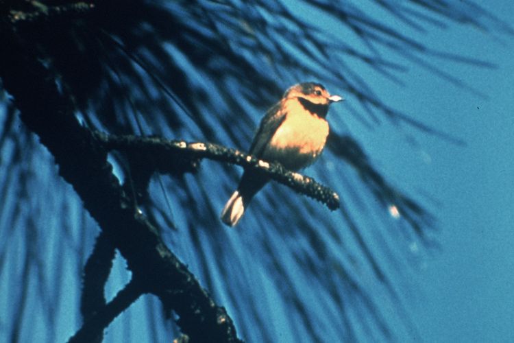 Ilustrasi burung Bachman?s warbler. Salah satu spesies yang punah pada tahun 2023.