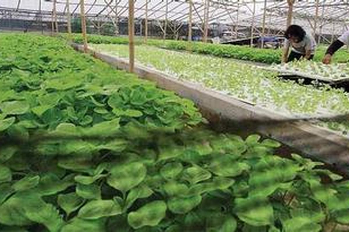 Suasana di lahan green house Parung Farm, Parung, Bogor, yang digunakan untuk pelatihan hidroponik, Kamis (21/4). Tempat ini menerima kunjungan individual ataupun kelompok yang ingin mengenal pertanian hidroponik.