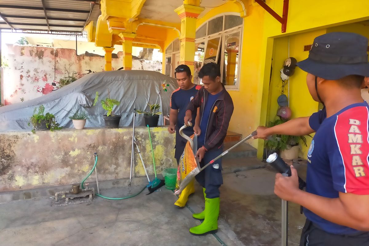 Foto: Pemadam Kebakaran Kabupaten Situbondo Provinsi Jawa Timur berhasil evakuasi ular cobra ukuran satu meter lebih di rumah warga yang berlokasi di Jalan Mawar Kelurahan Patokan, Kecamatan Situbondo pada Rabu (15/10/2025).