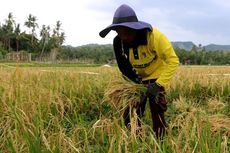 Kenaikan Harga Beras Justru Bikin Petani Makin Melarat, Kok Bisa?