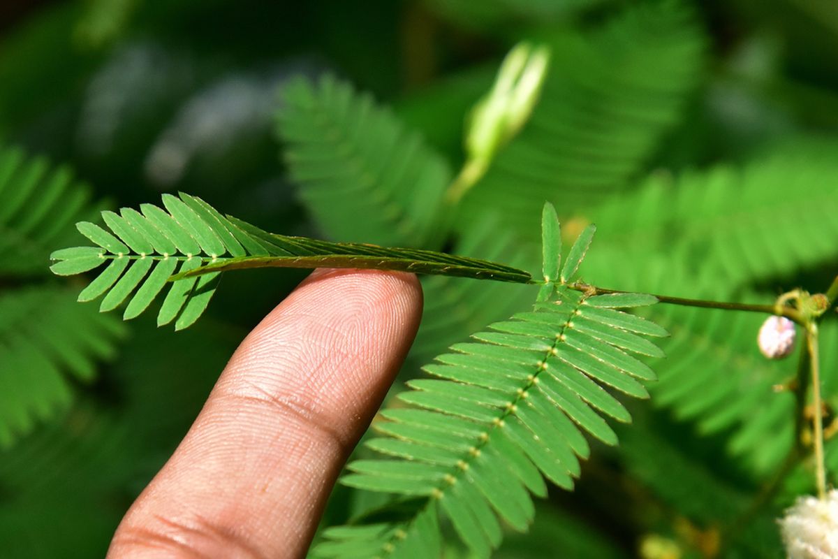 Putri Malu atau Mimosa pudica.