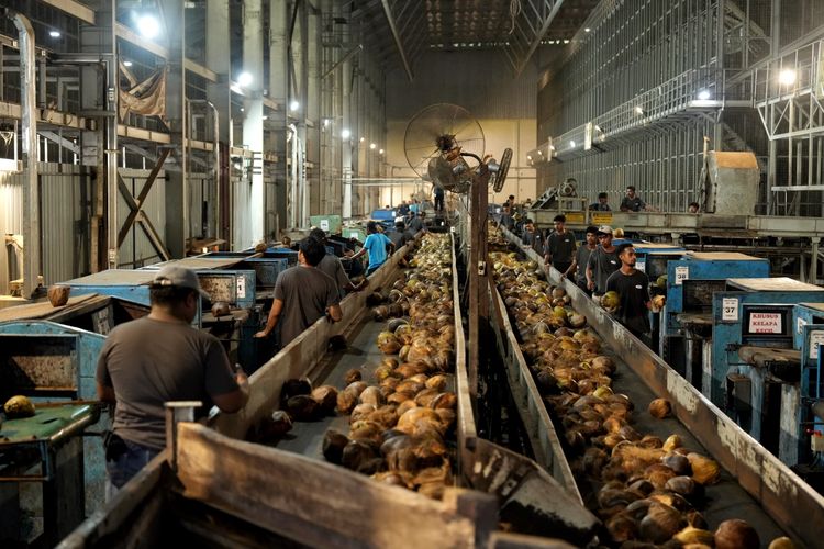 Pabrik Kelapa di Halmahera Utara Berpotensi Serap 20.000 Tenaga Kerja