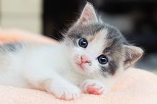 6 Penyebab Anak Kucing Diare dan Cara Mencegahnya