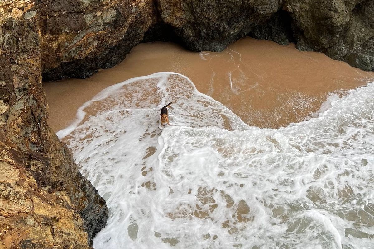 Raro, anjing yang terjebak di teluk kecil Pantai Langs, Selandia Baru, dan dihantam ombak pada Minggu (20/8/2023) berhasil diselamatkan.