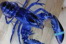 Seorang Remaja Temukan Lobster Langka Berwarna Biru