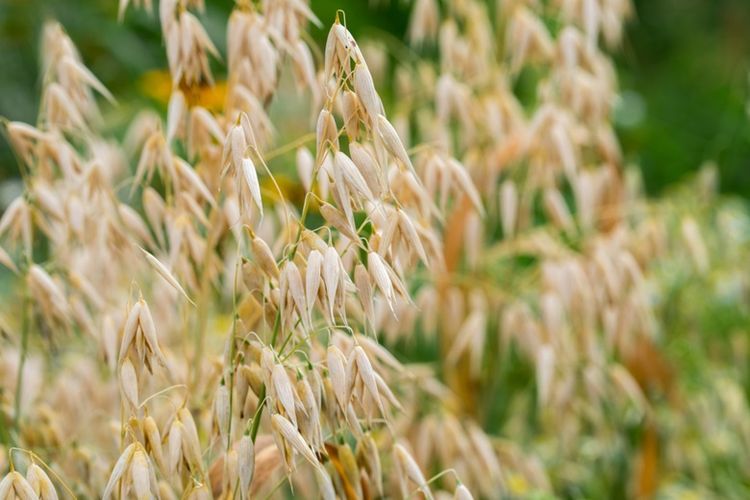 Ilustrasi ladang oats.