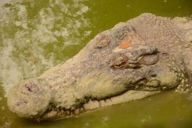 Buaya di Taman Buaya Indonesia Jaya, Bekasi.