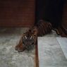Penampakan Kandang Harimau di Taman Safari Indonesia, Bukan untuk Sirkus
