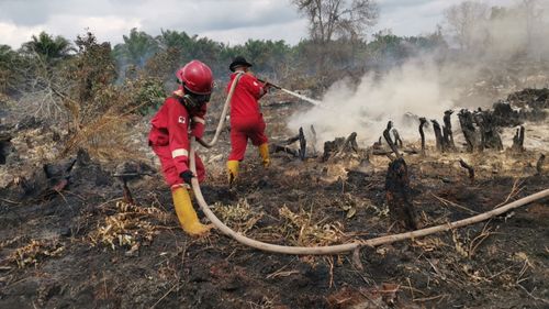 Pemilu Makin Dekat, Pemimpin Terpilih Dituntut Lindungi Lahan Gambut