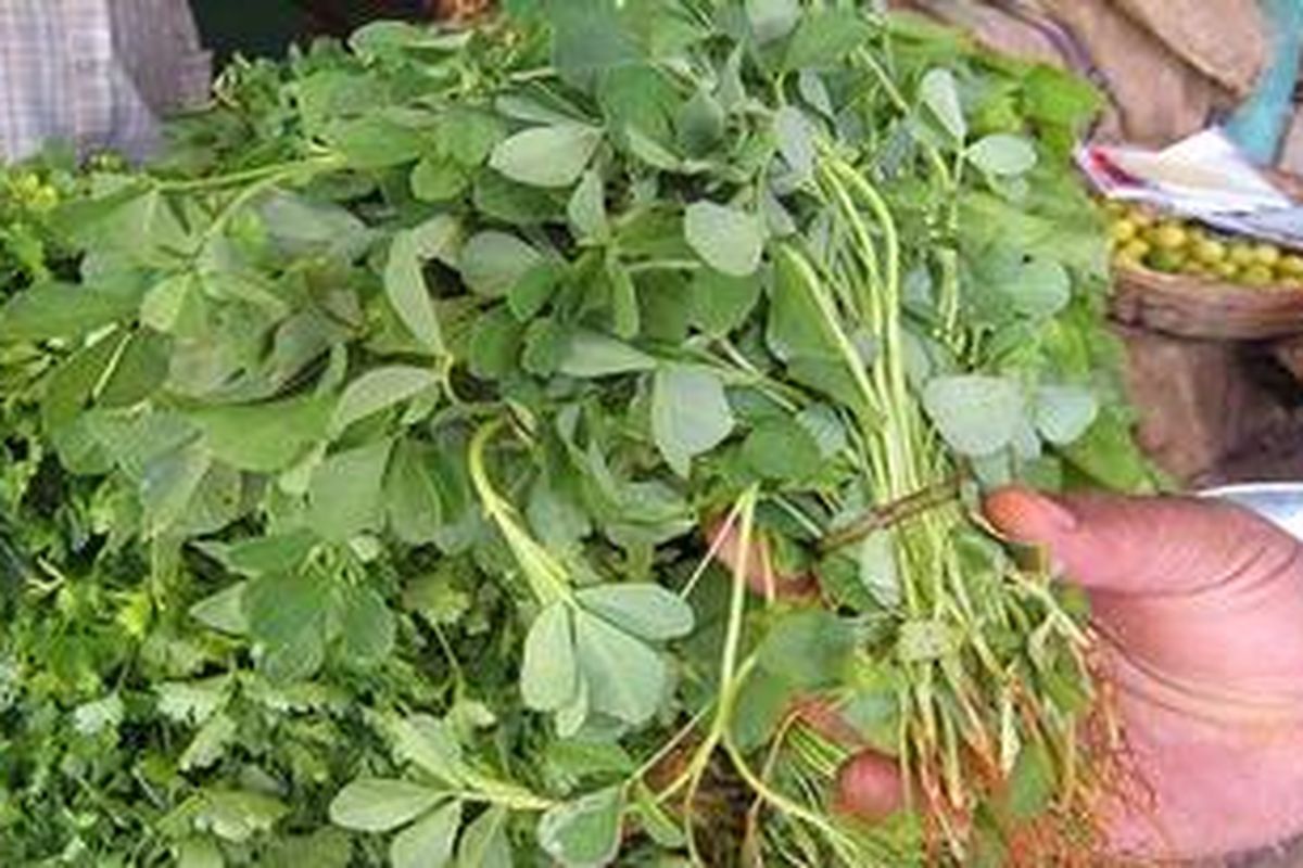 Daun Fenugreek