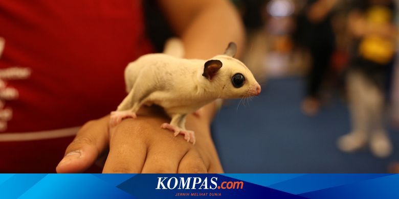 Nama sugar glider sales