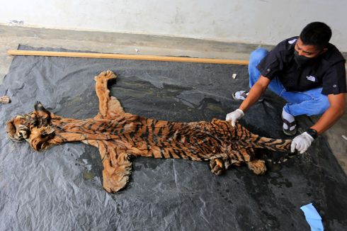 Saat 15 Pemburu Harimau Bertobat, Dulu Membunuh Kini Menjadi Penyelamat...
