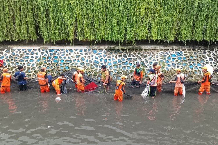 576 Ikan Sapu-sapu Ditangkap di Jakpus, Dipatahkan lalu Dikubur