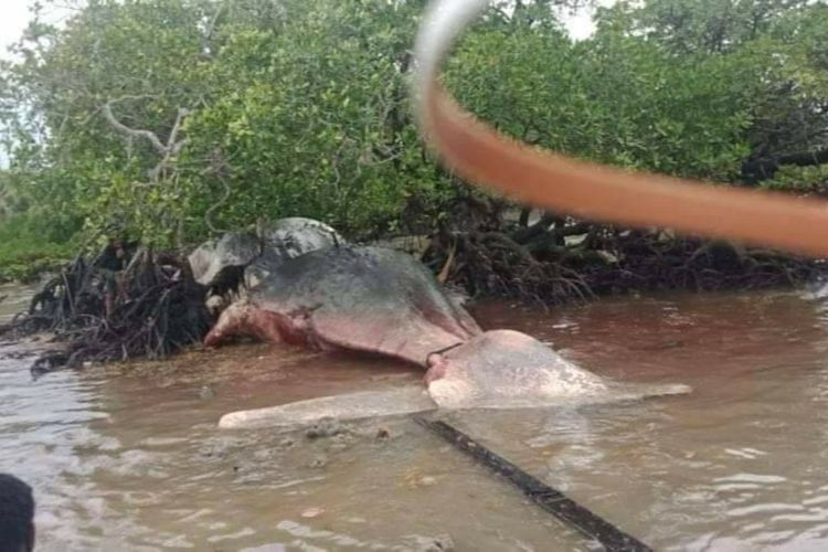 Bangkai seekor paus raksasa terdampar di pantai Desa Kolaha, Kecamatan Aru Utara, Kabupaten Kepulauan Aru, Maluku, Minggu (7/2/2021)