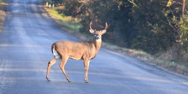 Rusa Jadi Ancaman di Beberapa Negara Bagian AS, Tewaskan Ratusan Orang