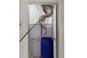 Plafon Kamar Mandi Retak, Ular Piton 60 Kg Jatuh Bikin Keluarga Geger