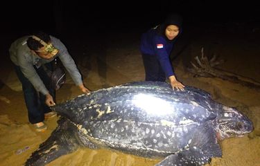 Siswa, Ini 5 Jenis Hewan Purba yang Perlu Kamu Ketahui Halaman all ...