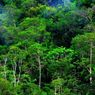 Krisis Kebakaran Hutan, Tutupan Pohon Global Hilang 370 Persen