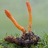 Apa Itu Jamur Cordyceps yang Muncul di Serial The Last of Us?