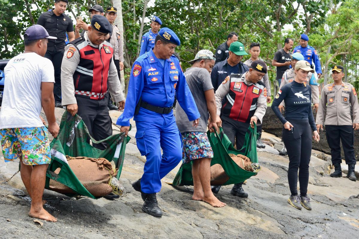 Warga Jembrana Selundupkan 29 Penyu Hijau, Kelabui Petugas dengan Serbuk Kayu