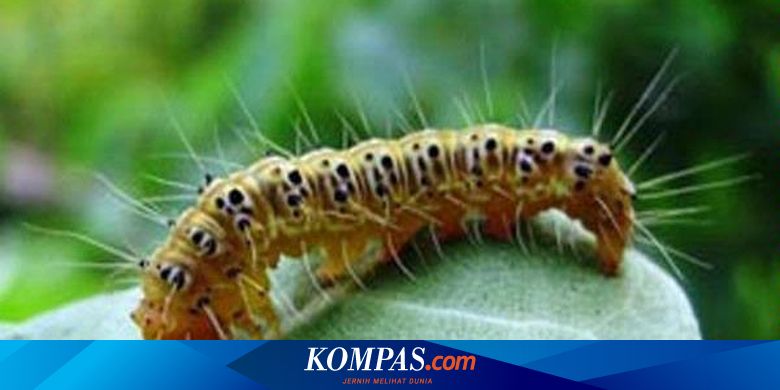 Jangan Jangan Kita Ulat Bulu Halaman All Kompas Com