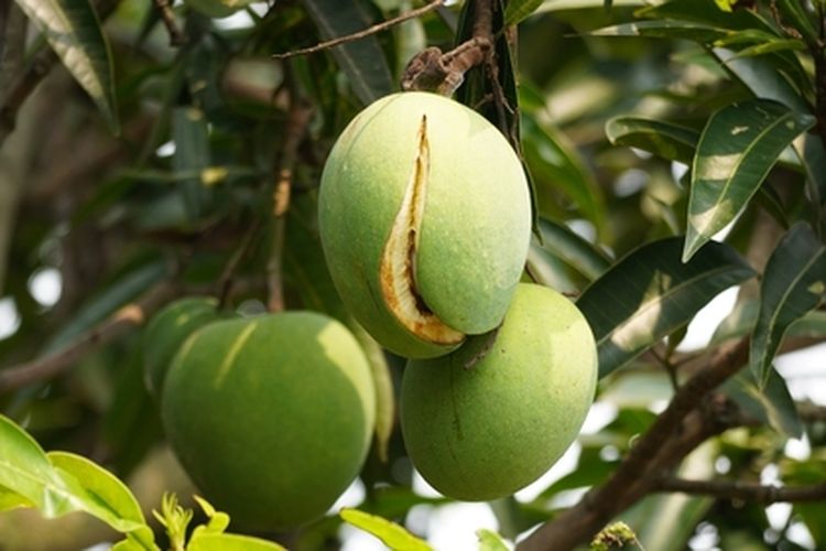 Buah mangga pecah di pohon