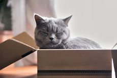 Kenapa Kucing Lebih Suka Tidur di Tempat Kecil? Ini Alasannya