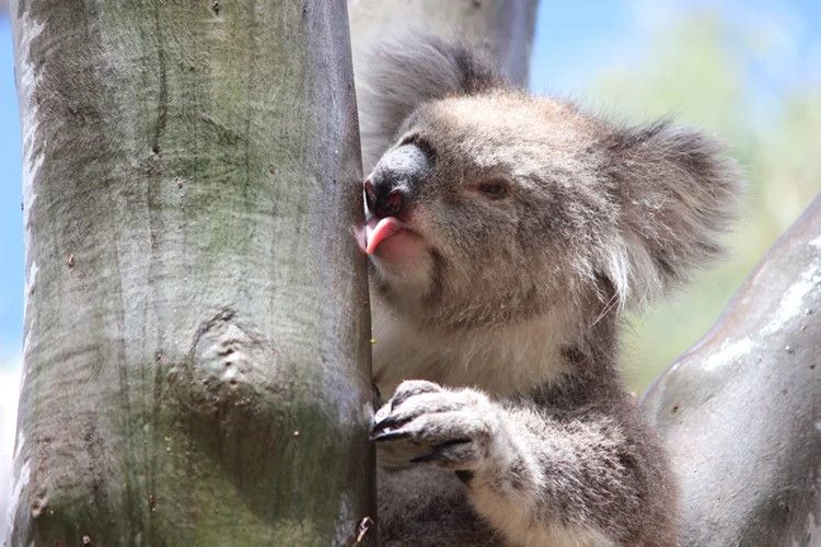 Koala menjilati batang pohon eucalyptus untuk mendapatkan air.