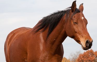Anak Hors
