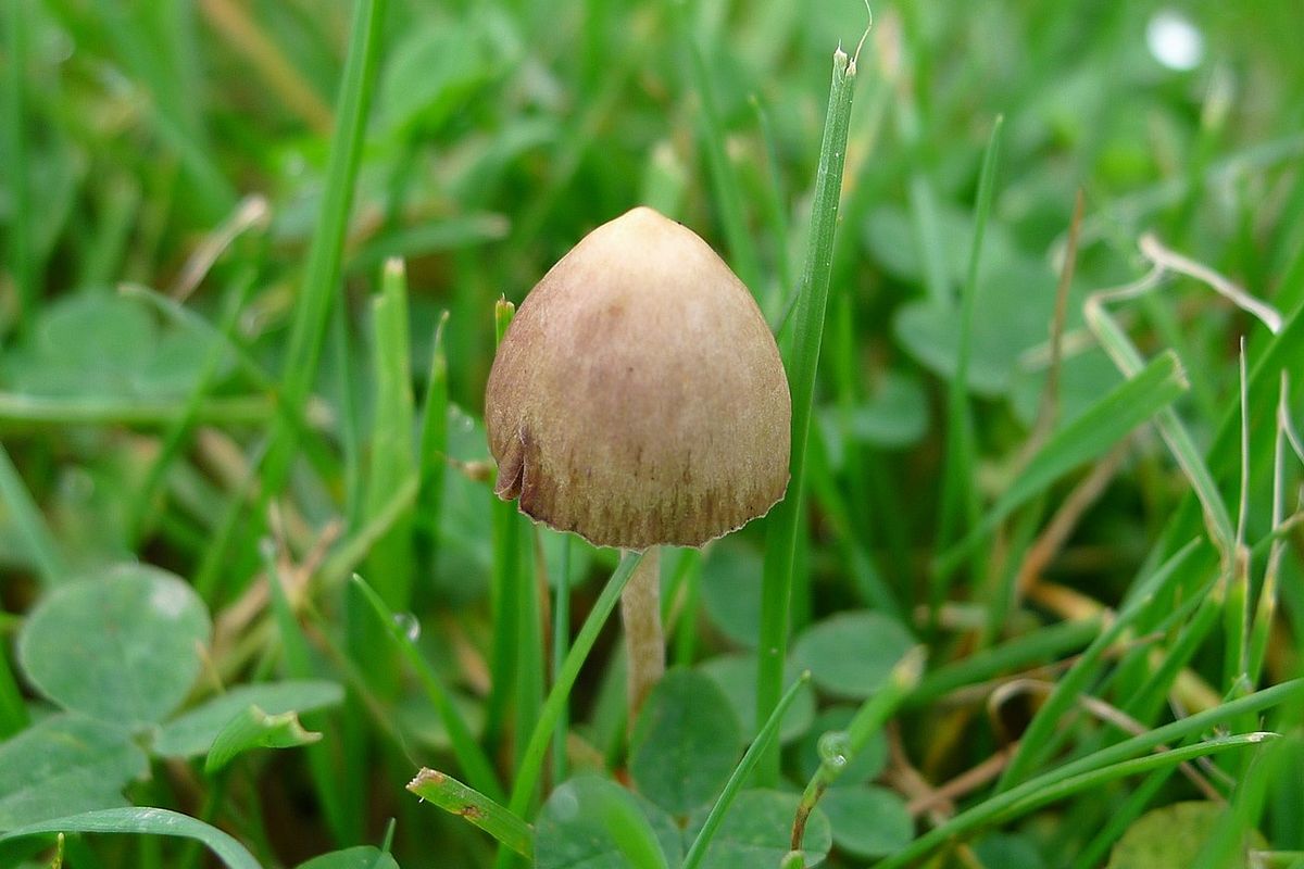 Ilustrasi magic mushroom atau jamur tahi sapi. Penelitian menemukan magic mushroom bisa membuat gangguan dalam konektivitas di beberapa area otak sebagai efek nurologis selama berminggu-minggu.