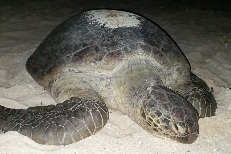 Penyu hijau saat gagal bertelur karena sarang yang digali runtuh di Pantai Sangalaki, Berau, Kaltim, Jumat (18/6/2021).