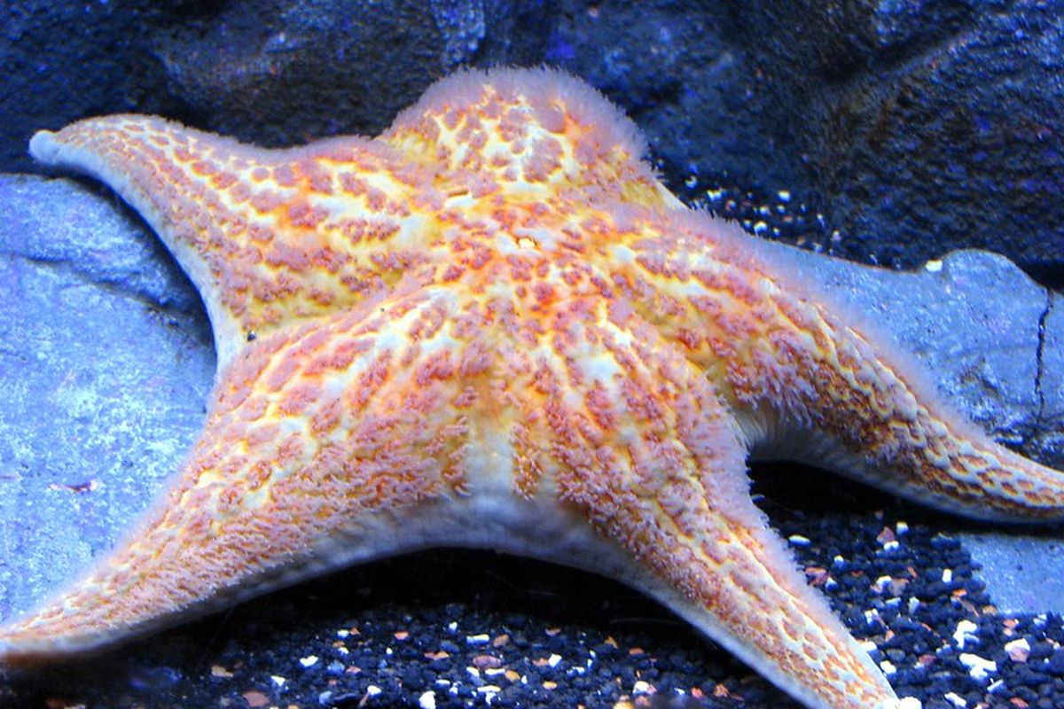 Bintang laut, hewan yang tidak memiliki otak