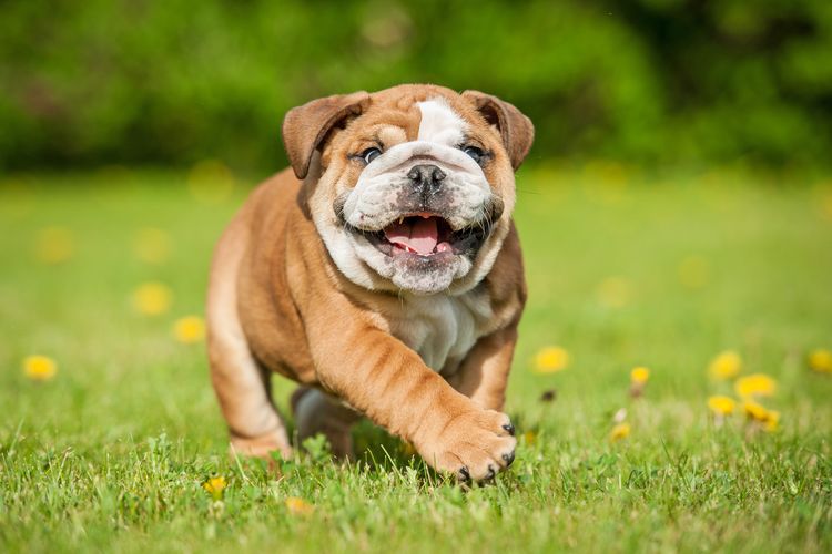 Ilustrasi anjing - Anjing ras English Bulldog.