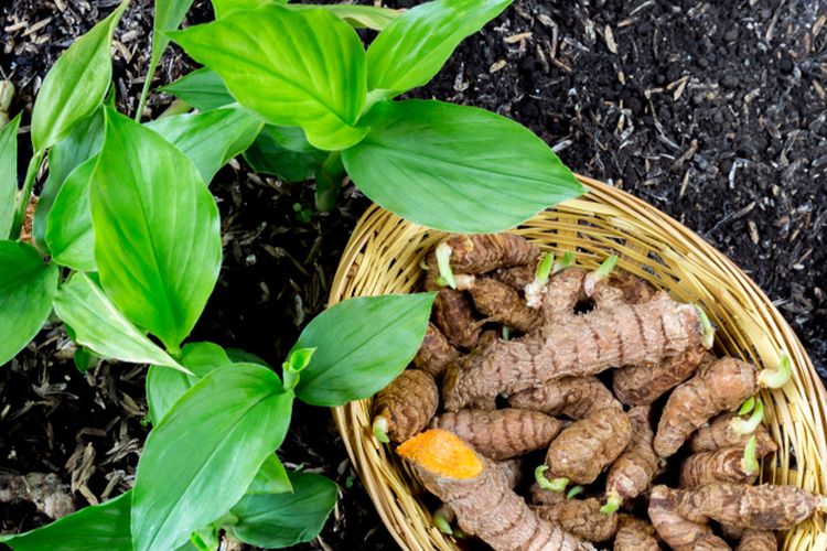 Ilustrasi menanam kunyit.