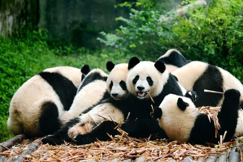 Kabar Baik, China Umumkan Panda Tak Lagi Terancam Punah
