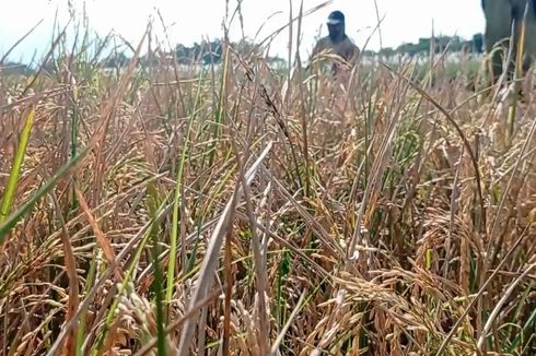 Terserang Hama, Puluhan Hektar Tanaman Padi di Magetan Gagal Panen