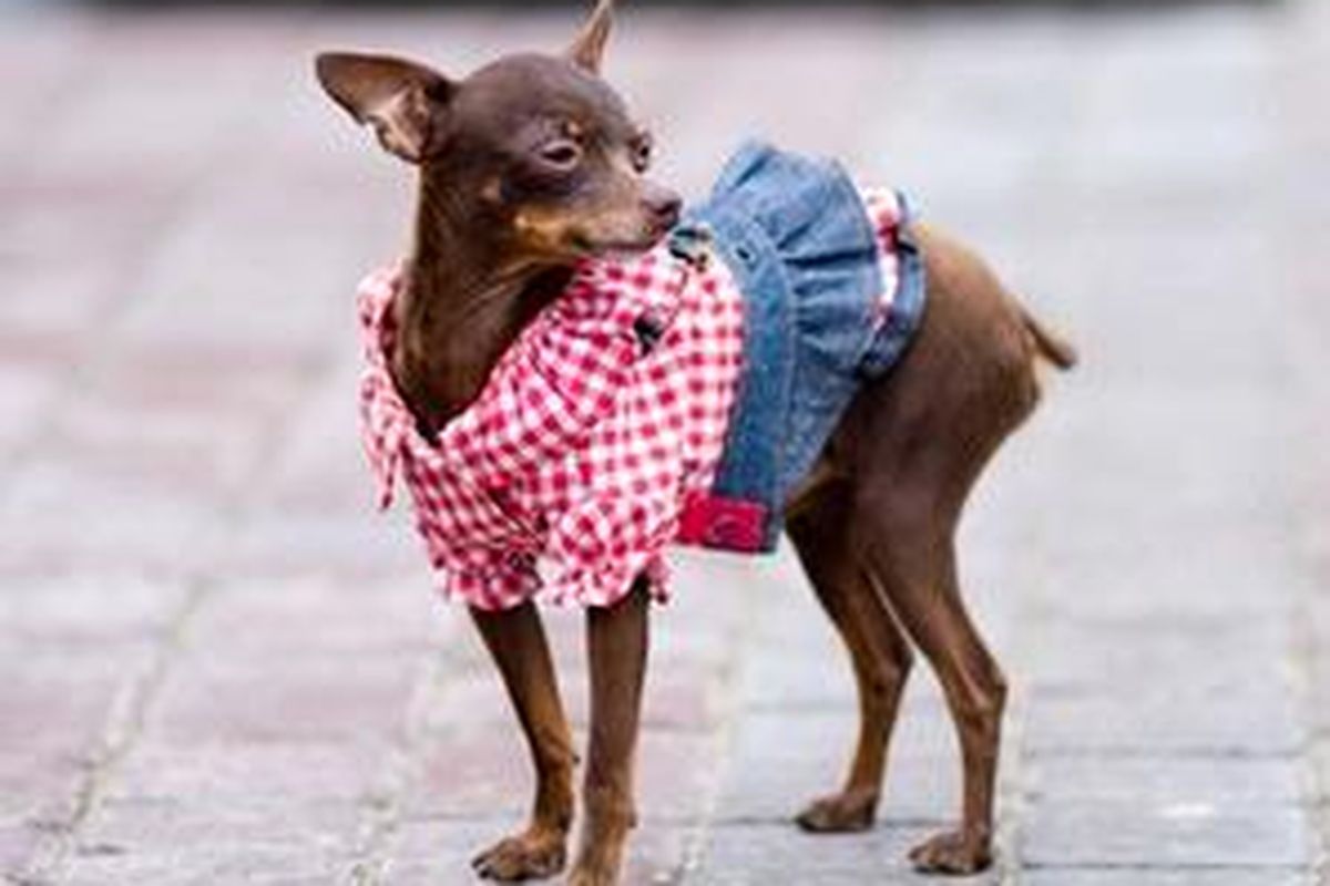 Hewan piaraan pun kini ingin tampil modis seperti tuannya. 