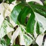 Monstera Variegata Bisa Ditanam di Air, Begini Caranya