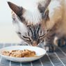 Kapan Sebaiknya Kucing Diberi Makan Wet Food, Adakah Batasnya? Ini Kata Dokter Hewan