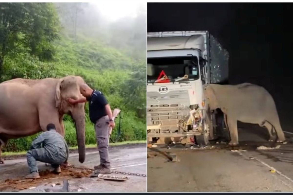 Momen induk gajah yang enggan pergi dari lokas kejadian usai anaknya mati tertabrak truk di Malaysia pada Minggu (11/5/2025) dini hari.