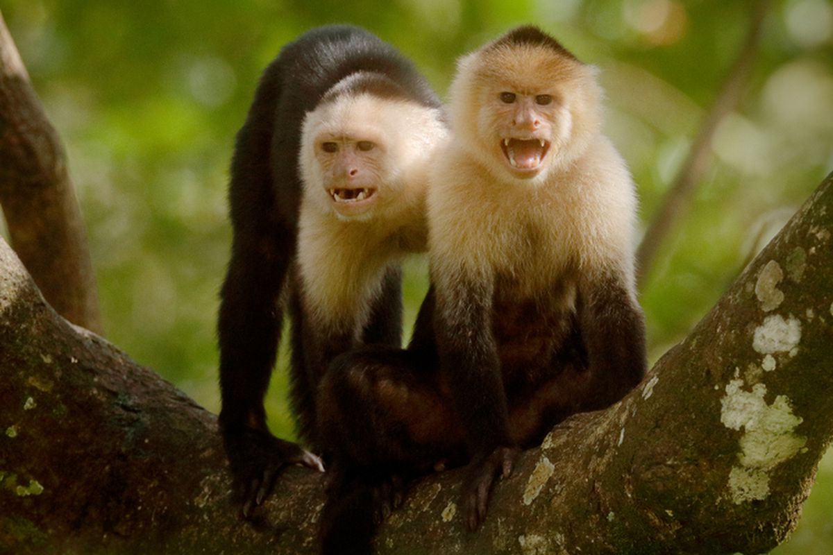 Ilustrasi monyet caphucin sedang bertengger di atas pohon di hutan Kosta Rika.