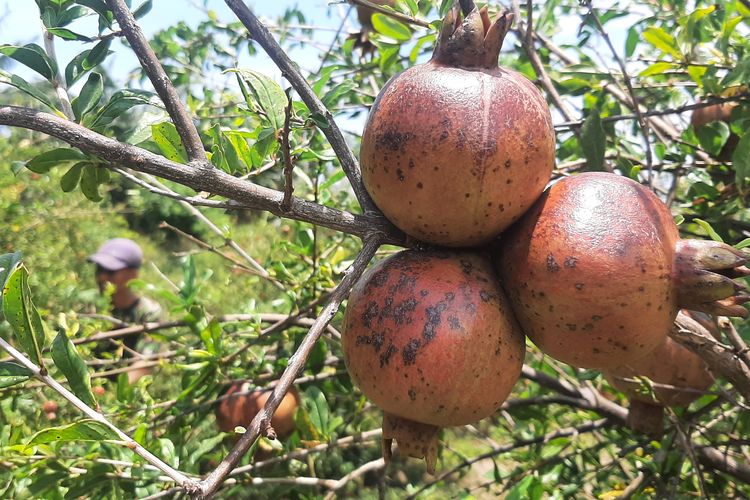 Iwan Purwanto beraktivitas di kebun delima milik keluarganya di Dusun Merak, dalam Taman Nasional (TN) Baluran, Desa Sumberwaru, Kecamatan Banyuputih, Kabupaten Situbondo, Jawa Timur, Senin (24/10/2022).