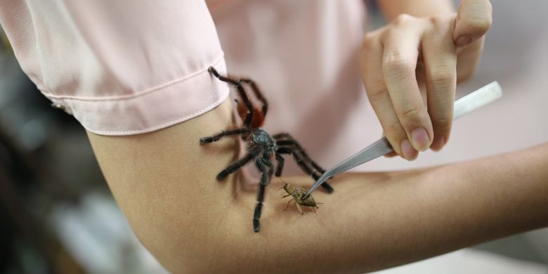 The Ming Chu pemilik ribuan ekor tarantula saat berfoto bersama tarantula di Spider Lovers Petshop, Bandung, Jawa Barat Jumat (4/8/2017). The Ming Chu berhasil mengembangbiakan beragam jenis Tarantula dari dalam dan luar negeri untuk dipelihara menjadi hewan kesayangan dan total yang dipelihara lebih dari 1.000 ekor tarantula.