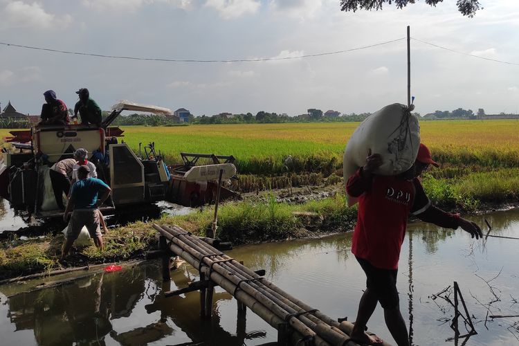 Pembeli mengangkut gabah hasil panen di Desa Jogoloyo, Kecamatan Wonosalam, Kabupaten Demak, Senin (4/3/2024).