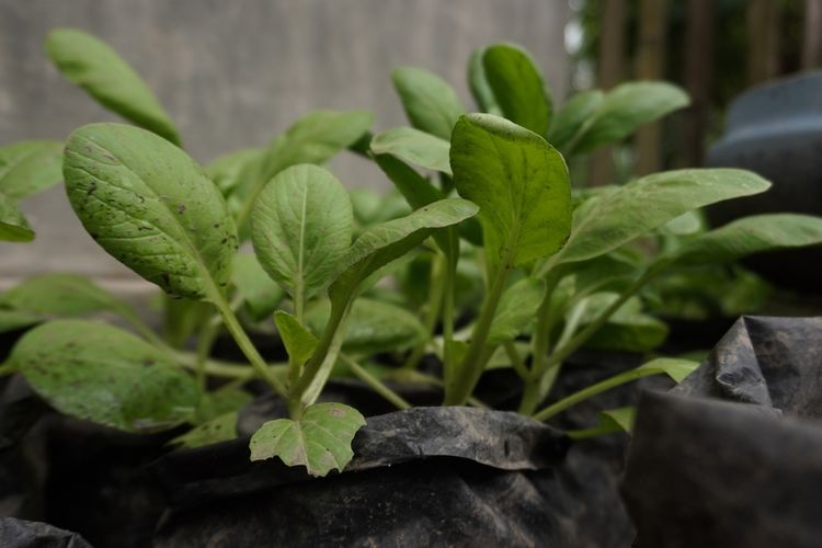 Ilustrasi menanam pakcoy di polybag.