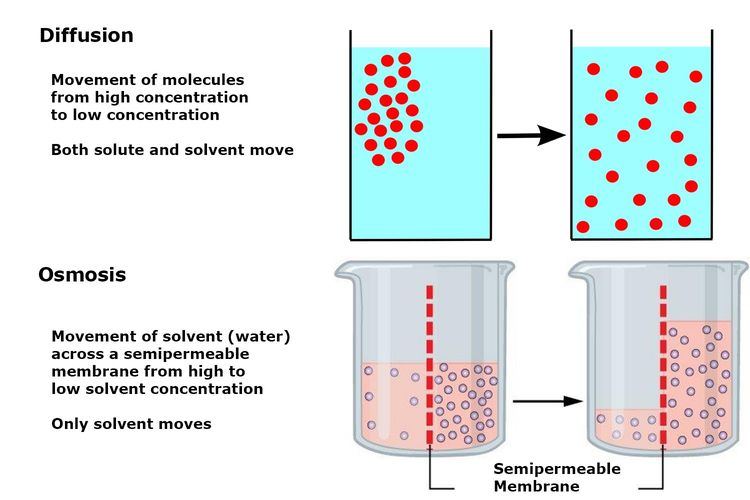 Perbedaan peristiwa difusi dan osmosis