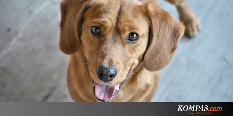 5 Foto Ini Buktikan Anjing Juga Berevolusi Halaman All Kompas Com