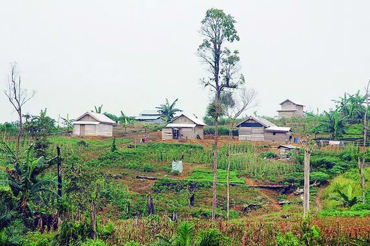 Perambahan liar terus meluas di kawasan hutan restorasi Harapan, Jambi. Lebih dari 13.000 hektar hutan kini ditanami sawit. Perambahan diwarnai praktik obral lahan senilai Rp 1 juta per hektar. Permukiman perambah di Dusun Tanjung Mandiri, Desa Tanjung Lebar, Bahar Selatan, Muaro Jambi, Jumat (4/3).