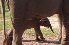 Cerita Mega, Gajah Sumatera yang Lahirkan Anak di Penangkaran, Dirawat Secara Ekstra Selama Hamil