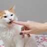 Ragam Penyebab Kucing Agresif Secara Tiba-tiba